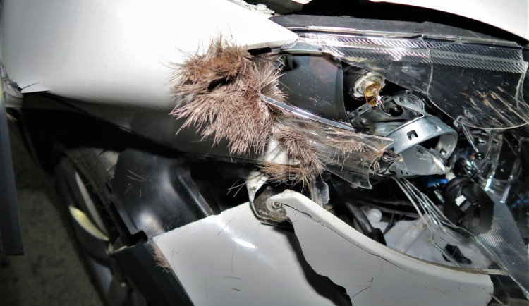 Střet se zvěří - ilustrační foto