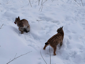 Zraněné a osiřelé šumavské rysy budou zachraňovat na bavorské straně hranice, kde vznikne speciální zařízení