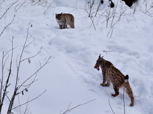 Zraněné a osiřelé šumavské rysy budou zachraňovat na bavorské straně hranice, kde vznikne speciální zařízení
