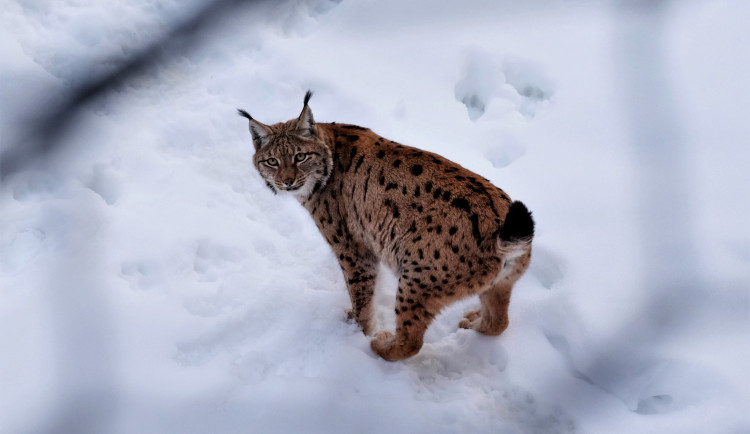 Zraněné a osiřelé šumavské rysy budou zachraňovat na bavorské straně hranice, kde vznikne speciální zařízení