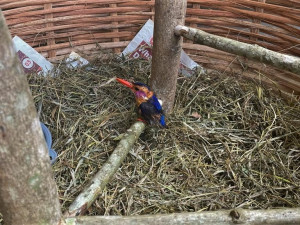 Paní Andrea se v Africe o zraněného ledňáčka postarala přesně podle pokynů expertů z Plzně