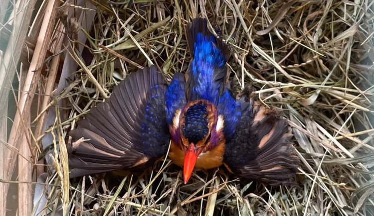 Africký ledňáček si upálil o gril levé křídlo