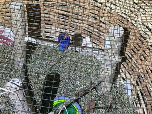 Popálený ledňáček uhynul v Africe i přes dojemnou snahu všech Plzeňáků zapojených do záchranné akce