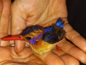 Popálený ledňáček uhynul v Africe i přes dojemnou snahu všech Plzeňáků zapojených do záchranné akce