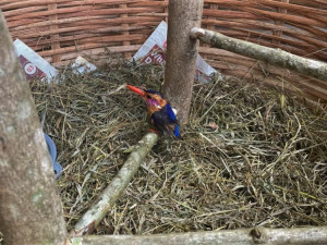 Popálený ledňáček uhynul v Africe i přes dojemnou snahu všech Plzeňáků zapojených do záchranné akce