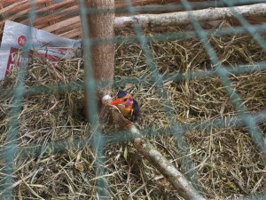 Popálený ledňáček uhynul v Africe i přes dojemnou snahu všech Plzeňáků zapojených do záchranné akce