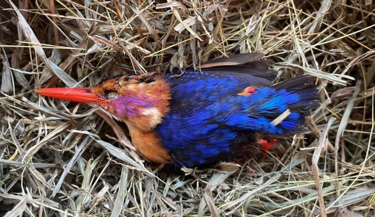 Popálený ledňáček uhynul v Africe i přes dojemnou snahu všech Plzeňáků zapojených do záchranné akce