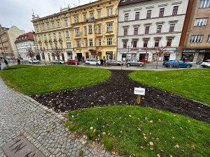 Chodci devastují záhony se zasazenými cibulovinami opatřené cedulemi zakazující vstup. Hlínou prošla i žena na vysokých podpatcích