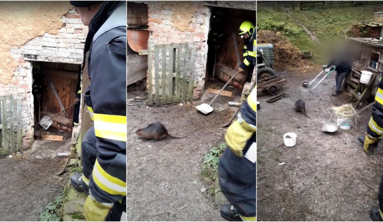 VIDEO: Hasiči svedli lítý boj s pěkně vykrmenou nutrií, dveře od chlíva jim posloužily jako štít