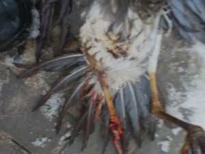 Do želez se chytila i tato volavka