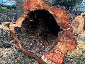 Vzrostlé stromy poblíž cyklostezky ohrožovaly kolemjdoucí, jejich kmeny byly totálně shnilé