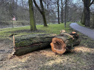 Vzrostlé stromy poblíž cyklostezky ohrožovaly kolemjdoucí, jejich kmeny byly totálně shnilé