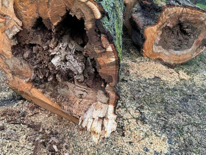 Vzrostlé stromy poblíž cyklostezky ohrožovaly kolemjdoucí, jejich kmeny byly totálně shnilé