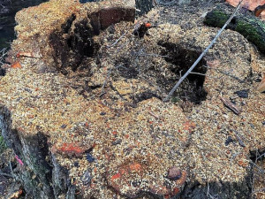 Vzrostlé stromy poblíž cyklostezky ohrožovaly kolemjdoucí, jejich kmeny byly totálně shnilé