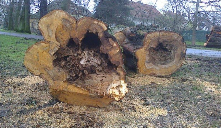 Vzrostlé stromy poblíž cyklostezky ohrožovaly kolemjdoucí, jejich kmeny byly totálně shnilé