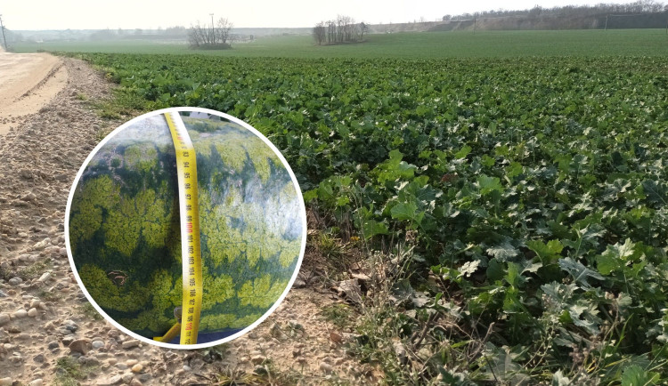 V pískovně u Brna sklízejí těžaři metrové melouny