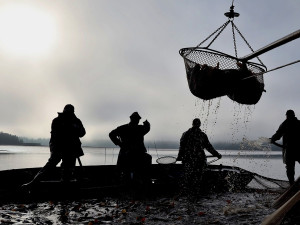 Vojenské lesy začaly s prodejem ryb z ekologických chovů na Padrťských rybnících, kapry nabízejí pod stovku