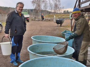 Vojenské lesy začaly s prodejem ryb z ekologických chovů na Padrťských rybnících, kapry nabízejí pod stovku