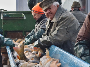 Vojenské lesy začaly s prodejem ryb z ekologických chovů na Padrťských rybnících, kapry nabízejí pod stovku