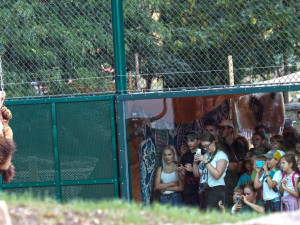 Zoo Plzeň letos otevřela zmodernizovaný a přebudovaný výběh pro lvy berberské