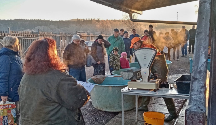 Vojenské lesy začaly s prodejem ryb z ekologických chovů na Padrťských rybnících, kapry nabízejí pod stovku