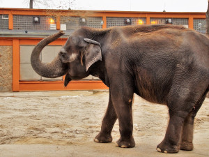 Stavbu obřího pavilonu pro slony indické za jednu miliardu korun připravuje už 20 let plzeňská zoo