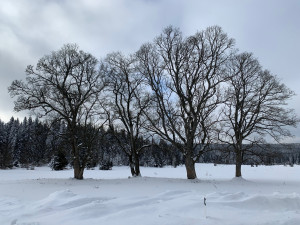Vznikl nový geopark Královská Šumava, vymezují ho Kašperské Hory, Železná Ruda a Čachrov