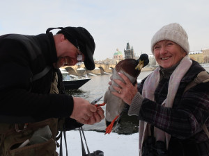 Na Vltavě v centru Prahy sčítali experti z Plzně zimující vodní ptáky, ošetřit museli i vážně zraněnou labuť