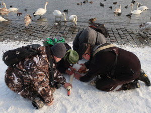 Na Vltavě v centru Prahy sčítali experti z Plzně zimující vodní ptáky, ošetřit museli i vážně zraněnou labuť