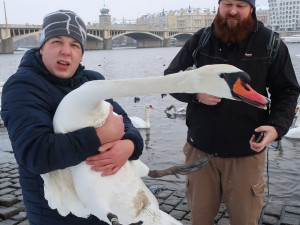 Na Vltavě v centru Prahy sčítali experti z Plzně zimující vodní ptáky, ošetřit museli i vážně zraněnou labuť