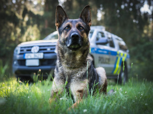 Práce je koníčkem, psí parťáci jsou členové rodiny a jsou schopni položit za policisty život