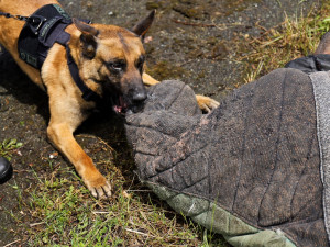 Práce je koníčkem, psí parťáci jsou členové rodiny a jsou schopni položit za policisty život