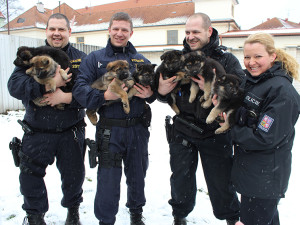 Práce je koníčkem, psí parťáci jsou členové rodiny a jsou schopni položit za policisty život