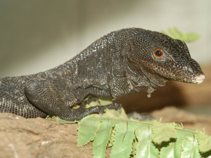 varan černý