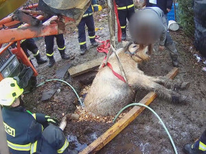 VIDEO: Kobyla se propadla do úzké jímky, hasiči ji museli zaplavit vodou a vystrašené zvíře nadlehčit