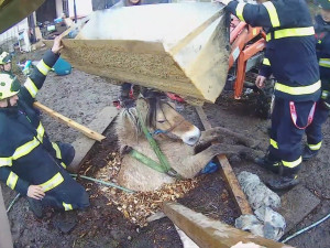 VIDEO: Kobyla se propadla do úzké jímky, hasiči ji museli zaplavit vodou a zvíře nadlehčit