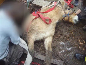 VIDEO: Kobyla se propadla do úzké jímky, hasiči ji museli zaplavit vodou a zvíře nadlehčit