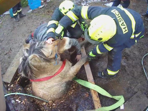 VIDEO: Kobyla se propadla do úzké jímky, hasiči ji museli zaplavit vodou a zvíře nadlehčit