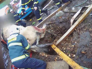 VIDEO: Kobyla se propadla do úzké jímky, hasiči ji museli zaplavit vodou a zvíře nadlehčit