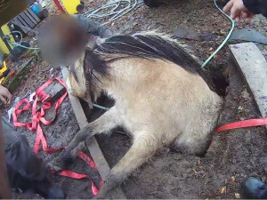 VIDEO: Kobyla se propadla do úzké jímky, hasiči ji museli zaplavit vodou a zvíře nadlehčit