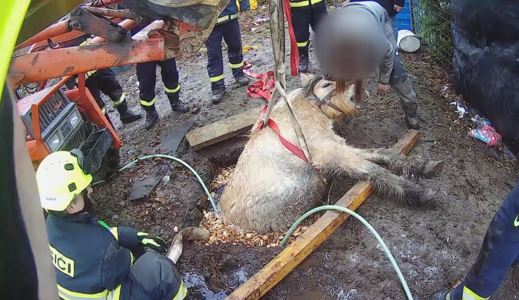 VIDEO: Kobyla se propadla do úzké jímky, hasiči ji museli zaplavit vodou a zvíře nadlehčit