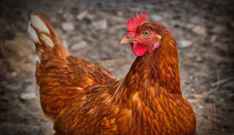 Veterináři rozhodli. V úterý začne likvidace desítek tisíc slepic a milionů vajec z velkochovu, kde je ptačí chřipka