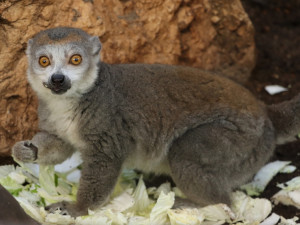 Nově chovaný druh je lemur korunkatý