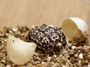 Raritní prvoodchov želvy trpasličí.