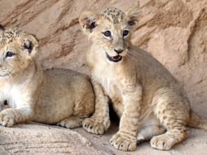 Lví trojčata dostala jména Ghazanfar, Ghizléne a Galíya.