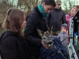 Transport zraněného srnce
