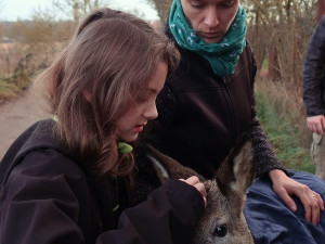 Transport zraněného srnce