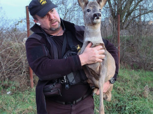 Transport zraněného srnce