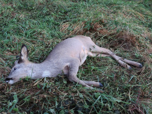 Silvestrovskou kanonádou vyplašený a dezorientovaný srnec v plné rychlosti narazil do plotu a vážně se zranil