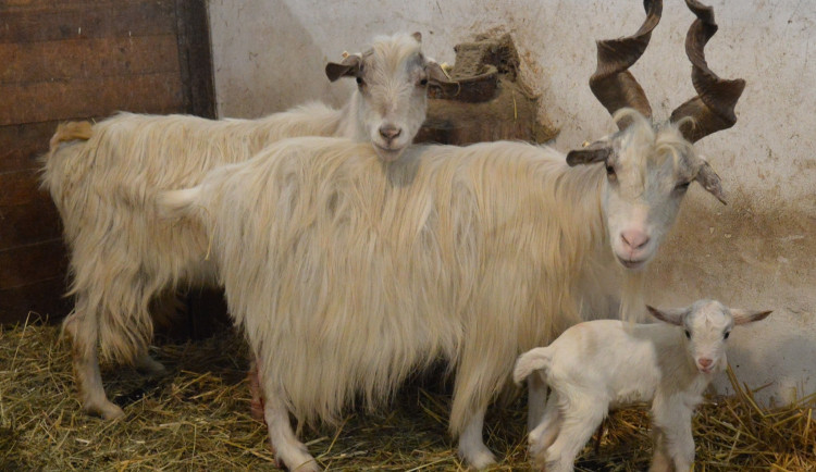 První mládětem v plzeňské zoo je kůzle, loni slavili úspěchy se lvíčaty i raritním prvoodchovem vzácné želvy